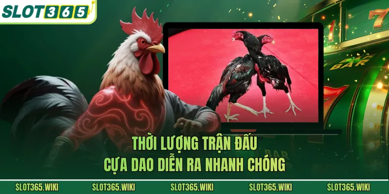Thời lượng trận đấu cựa dao diễn ra nhanh chóng